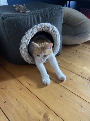 Post your supermodel cats