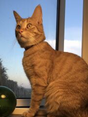 Post your supermodel cats