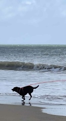Hand hold please. Beloved Labrador hit by car and losing her leg