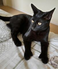 Cats with thumbs!