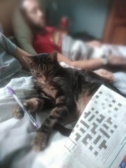 Cats with thumbs!