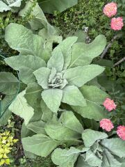 Plant id please!