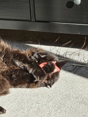 Chicken, Dreamies and Lickelix - the Excellent Cats form a disorderly queue