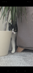 Advice on settling new cat