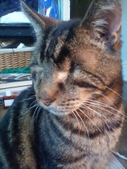 Post your supermodel cats
