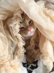 Post your supermodel cats