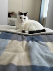 Post your supermodel cats