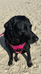 Hand hold please. Beloved Labrador hit by car and losing her leg