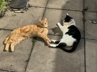Chicken, Dreamies and Lickelix - the Excellent Cats form a disorderly queue