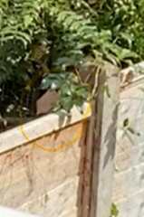AIBU to stop next doors sick cat coming into my garden?