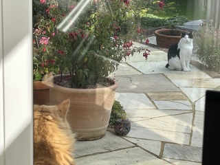 Angus Might Have a New Friend