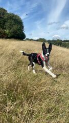 Puppy survival thread! All welcome!