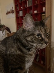 Scottish Tourism - the Excellent Cats debate Gizmo's suitability as a top influencer