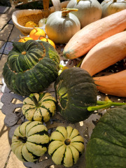 The Vegetable Patch 2024/2025