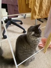 Chicken, Dreamies and Lickelix - the Excellent Cats form a disorderly queue