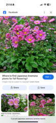 My anemone