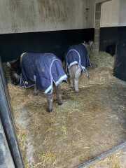 Possibly buying first pony. So unsure!