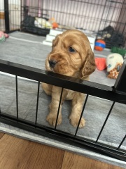 Bring our puppy home