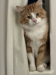 Post your supermodel cats