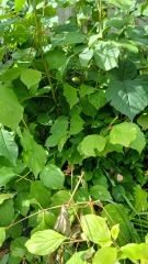 Help needed - is this plant harmful?