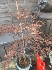 Acer care & container