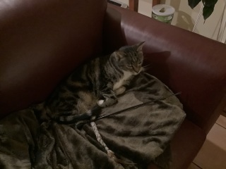 Scottish Tourism - the Excellent Cats debate Gizmo's suitability as a top influencer