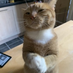 Post your supermodel cats