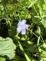 Year round Nigel Slater discussion thread Part 2