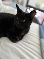Post your supermodel cats