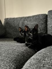 Cats with thumbs!