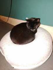 Chicken, Dreamies and Lickelix - the Excellent Cats form a disorderly queue