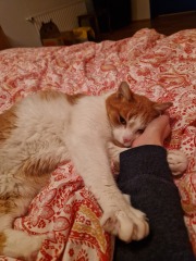 Chicken, Dreamies and Lickelix - the Excellent Cats form a disorderly queue