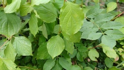 Help needed - is this plant harmful?