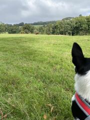 Puppy survival thread! All welcome!