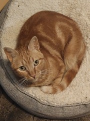 Post your supermodel cats