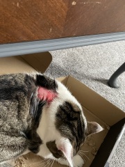 Emergency vet for this? Anything they can do?