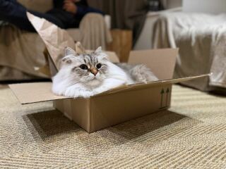 Post your supermodel cats