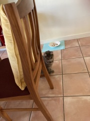 Scottish Tourism - the Excellent Cats debate Gizmo's suitability as a top influencer