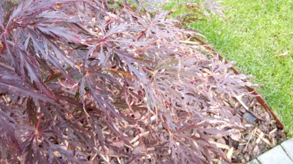 Acer looking stressed