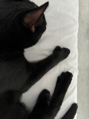 Cats with thumbs!