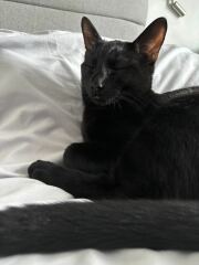 Cats with thumbs!