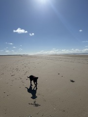 Puppy survival thread! All welcome!