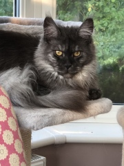 Post your supermodel cats