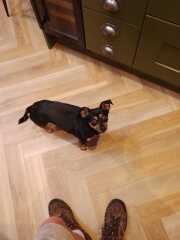 Chihuahua temperament