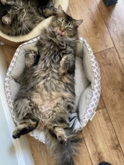 Post your supermodel cats