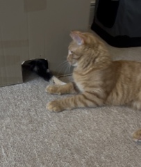 Help! Introducing younger kitten to much larger kitten and struggling