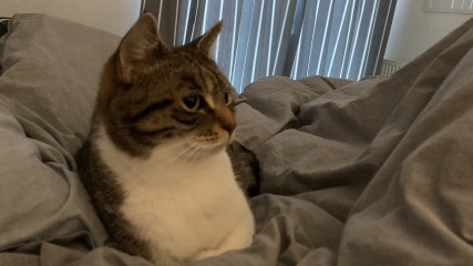 Post your supermodel cats