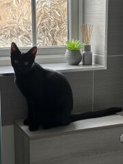 Cats with thumbs!
