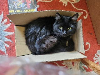 Chicken, Dreamies and Lickelix - the Excellent Cats form a disorderly queue