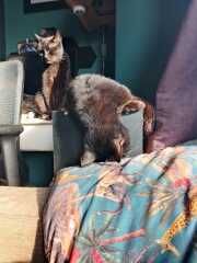 Chicken, Dreamies and Lickelix - the Excellent Cats form a disorderly queue